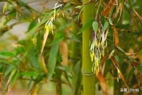 竹子開花|竹子開花:竹子簡介,竹子開花現象,開花特點,開花原因,1、生長周期。